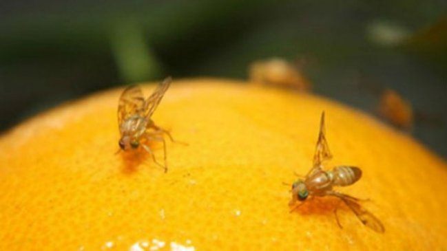 Detectaron mosca de la fruta en Providencia
