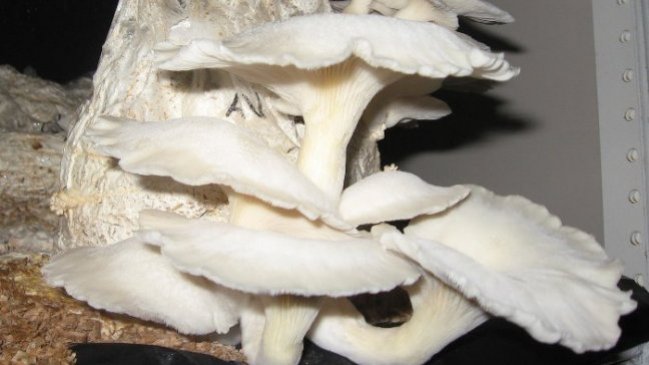 Estudiantes crean cosméticos y cremas de las propiedades de los hongos