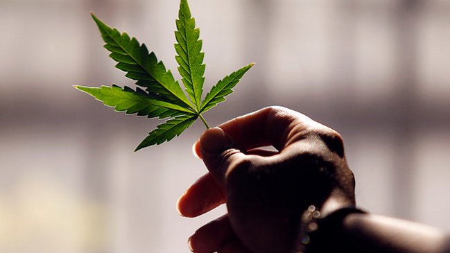 Senda confirmó que Gobierno de Piñera respalda proyecto sobre uso medicinal de cannabis