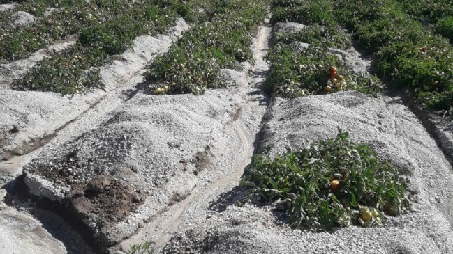 Tres mil hectáreas de riego del Maule afectadas por obstrucción de piedra pómez