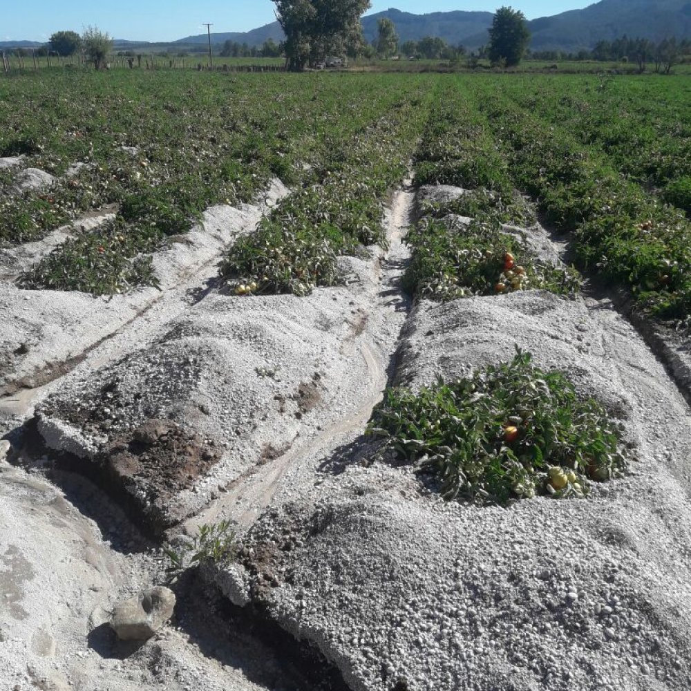 Tres mil hectáreas de riego del Maule afectadas por obstrucción de piedra pómez