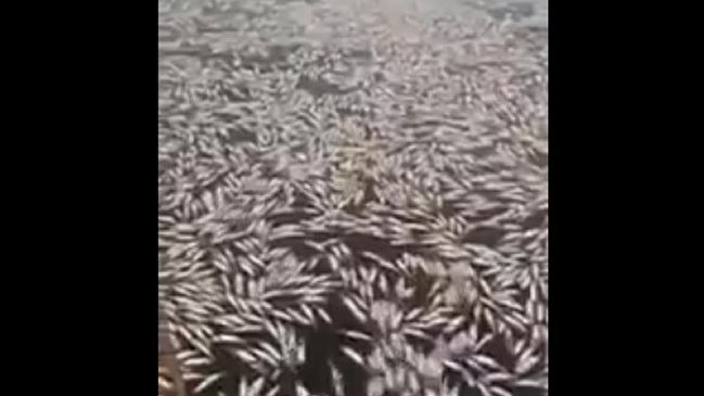 Pescadores artesanales encontraron toneladas de merluza juvenil flotando en Dichato