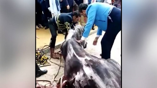 Denuncian que caballo murió tras tirar de un carruaje todo un día sin comer ni beber