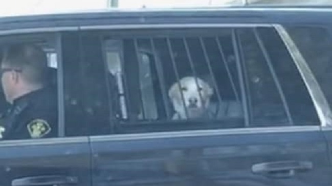 Un perro fue arrestado por la policía en Canadá y se volvió viral