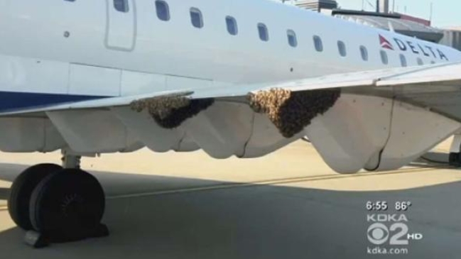 Abejas obligaron a evacuar a pasajeros en pleno avión