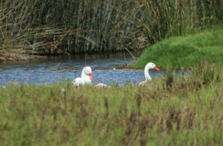 Coquimbo: Día Mundial de la Tierra se celebrará en el humedal El Culebrón