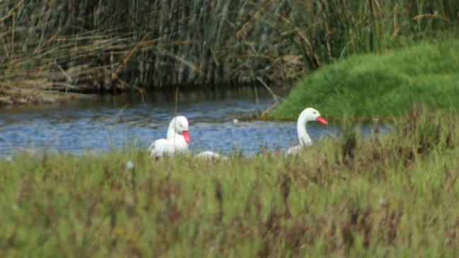 Coquimbo: Día Mundial de la Tierra se celebrará en el humedal El Culebrón