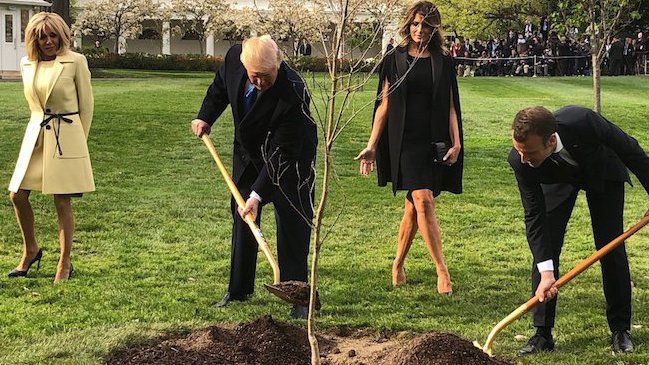 Desapareció el roble que Trump y Macron plantaron en la Casa Blanca
