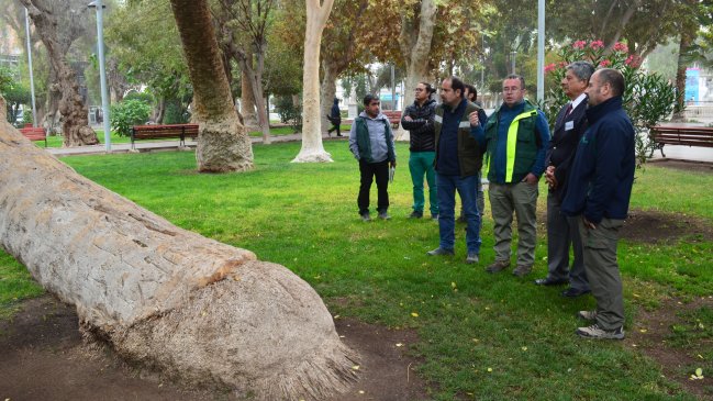 Desprendimiento de ramas de árboles en Copiapó obliga a tomar medidas de seguridad