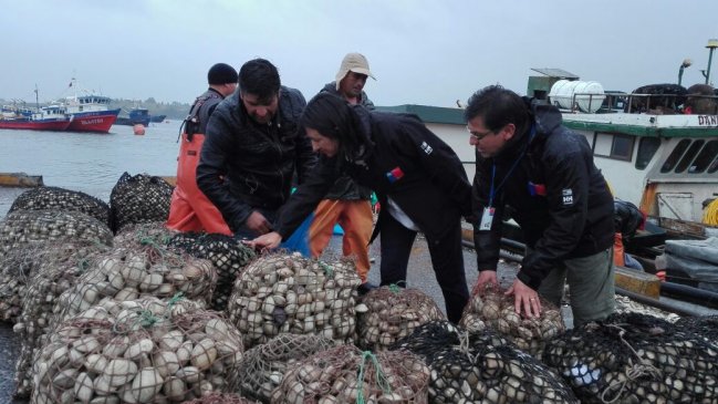 Autoridades levantan medida para la extracción de Choritos en Quellón Viejo