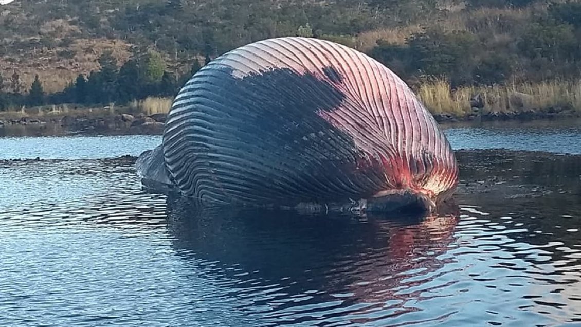Impresionante ballena varó en costas de localidad magallánica