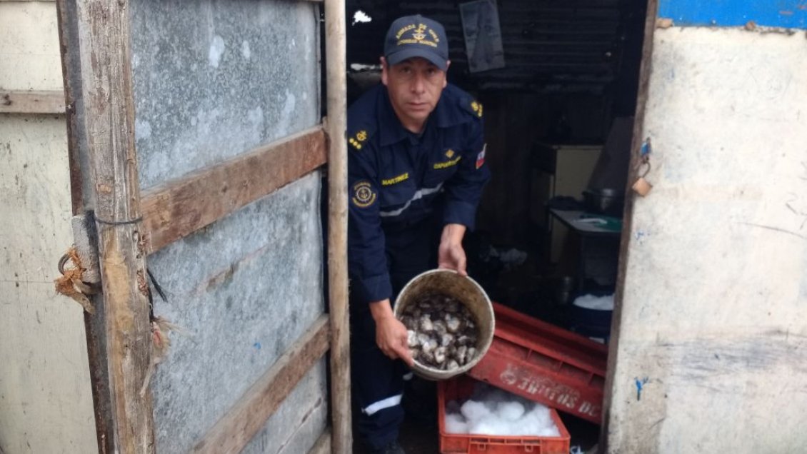 Nuevamente incautan locos en veda en Atacama