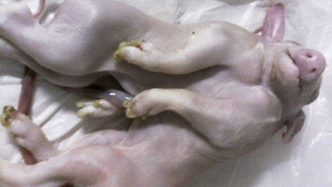 Un cerdo con una cabeza y dos cuerpos nació en el oeste de Cuba