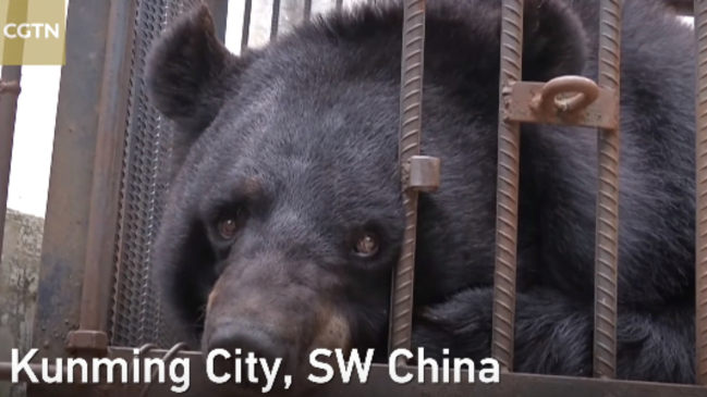 Familia pensaba que estaba criando un perro cuando en verdad era un oso
