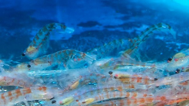 Científicos del mundo realizarán censo de krill en la Península Antártica