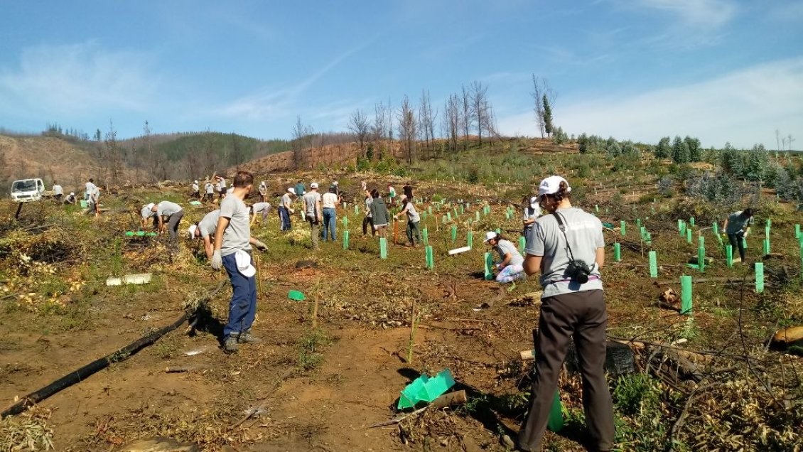 Preocupación por cierre de aserraderos tras incendios forestales en el Maule