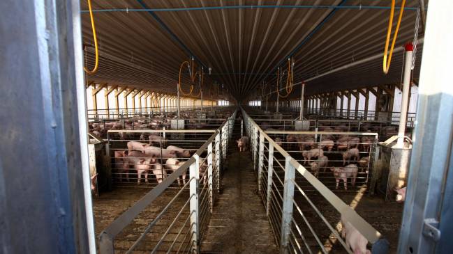 Coihueco: Inquietud de animalistas tras clausura de planta con 7.800 cerdos