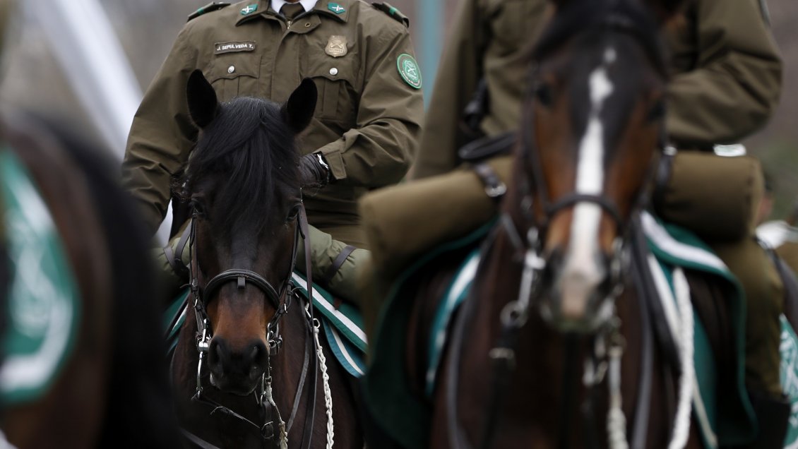 Investigan presuntas irregularidades en venta de caballos en Carabineros
