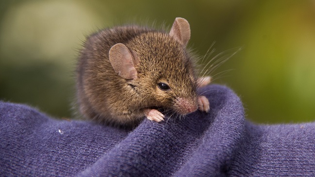 Especies de marsupiales están en riesgo de extinción por hábito sexual suicida