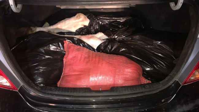 O'Higgins: Carabineros detuvo a tres sujetos por faenar vacunos en predio particular