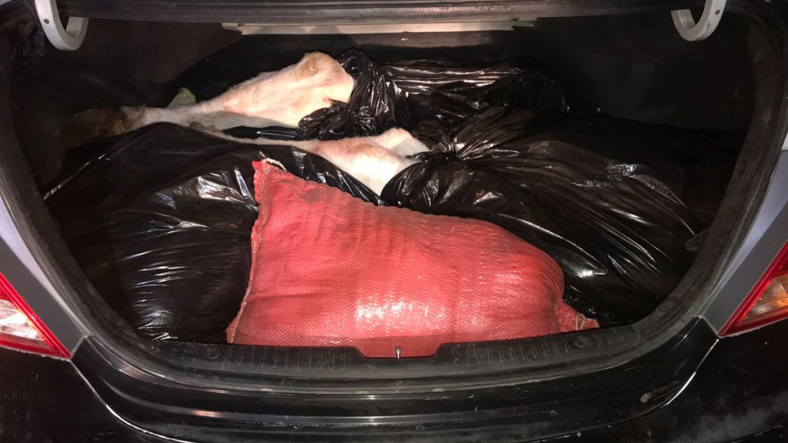 O'Higgins: Carabineros detuvo a tres sujetos por faenar vacunos en predio particular