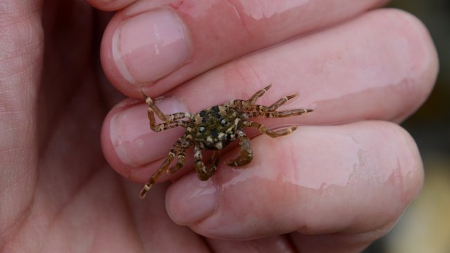 Investigadores descubren los posibles peligros del cangrejo más austral del mundo