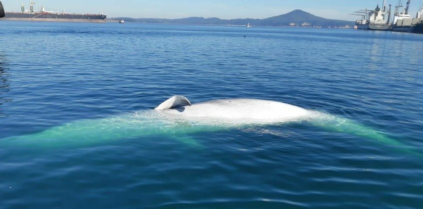 Talcahuano: encuentran ballena muerta flotando en la bahía de San Vicente