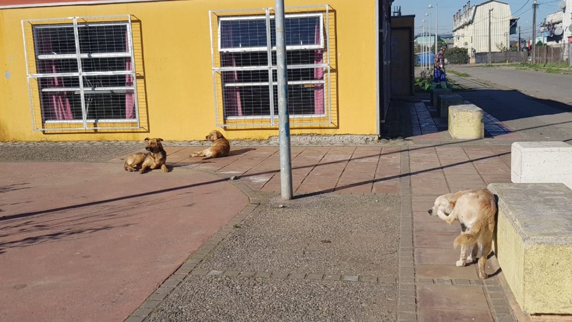 Vecinos De San Pedro De La Paz Denuncian Ataques Constantes De Perros Callejeros Cooperativa Cl