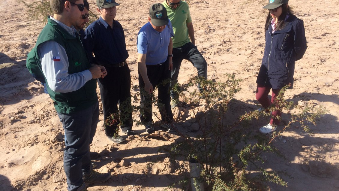 Conaf y científicos chinos luchan contra la desertificación