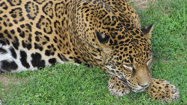 Cinco felinos y un oso se fugaron de un zoológico en Alemania