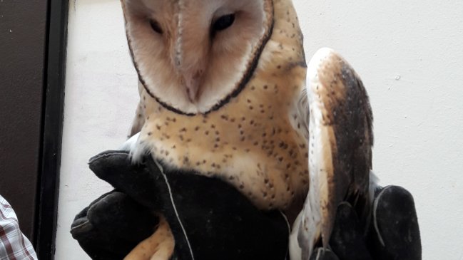 Lechuza ingresó a departamento y sorprendió a familia en Iquique