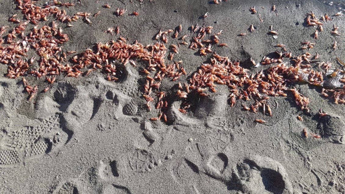 Sorprende varazón de miles de langostinos en playa de Queilen