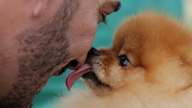 Minsal alerta sobre los riesgos del lengüetazo de perro