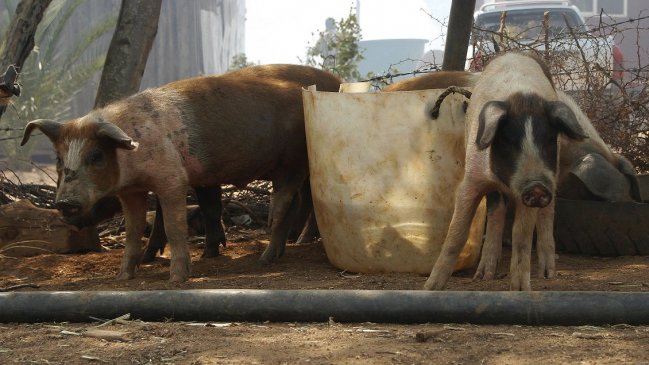 SAG e Intendencia de Arica se unen para prevenir la diarrea porcina