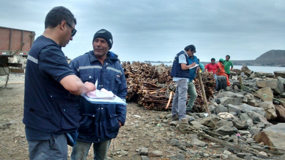 Coquimbo: Incautación de pesca ilegal aumentó un 68 por ciento durante primeros meses de 2018