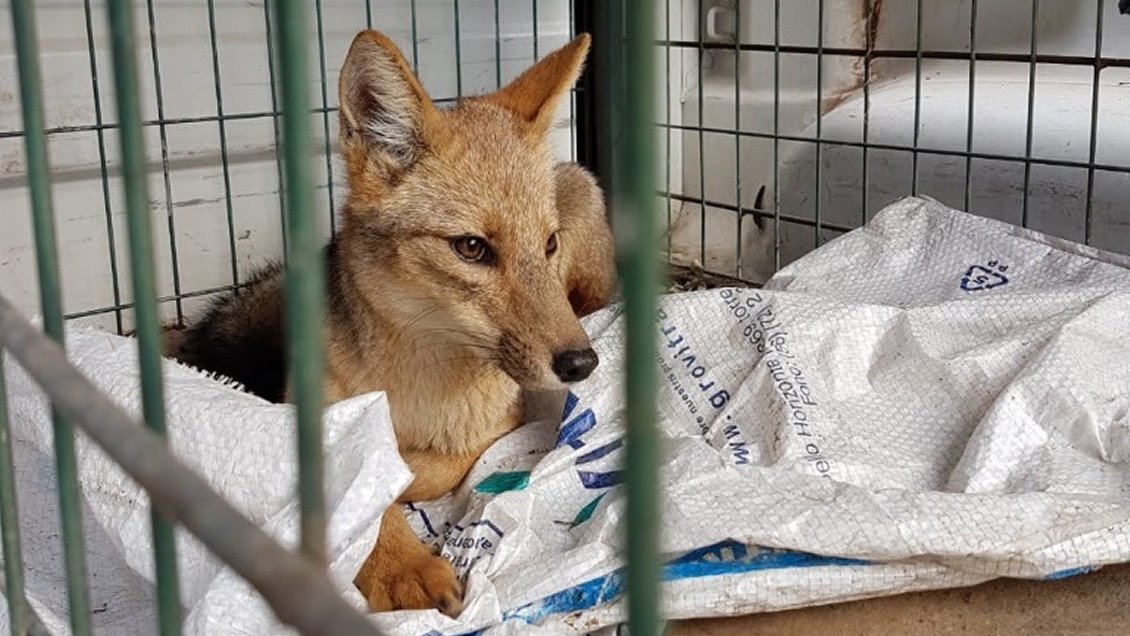 Hermoso zorro culpeo fue capturado tras merodear por una semana en las calles Rancagua