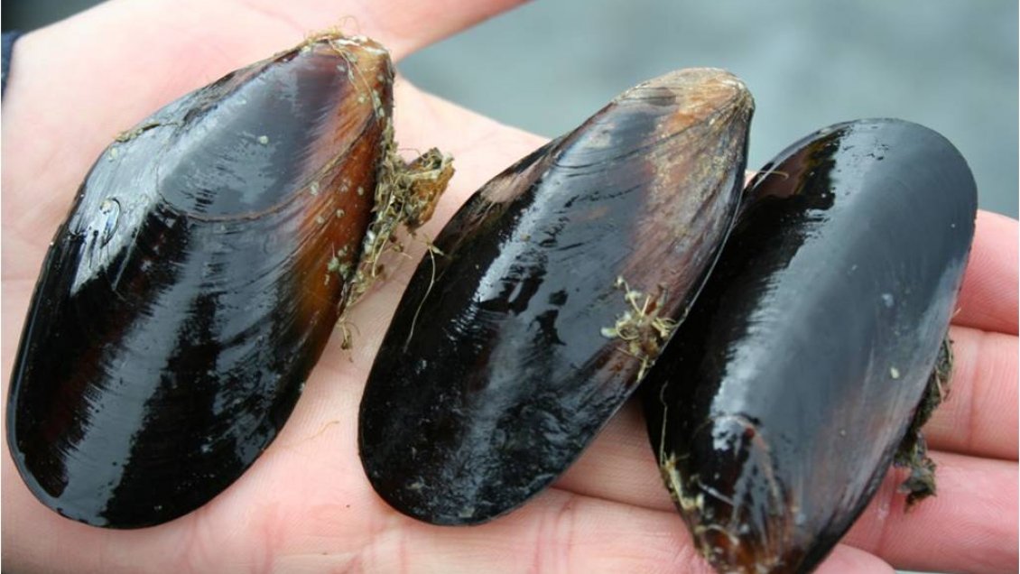 Castro será el centro de la investigación aplicada a la industria mitilicultora