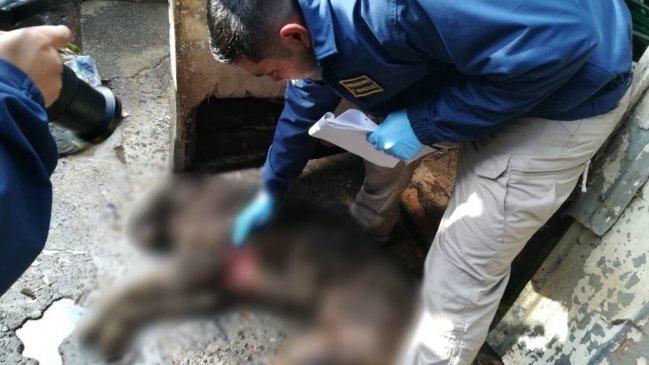 Sujeto fue detenido por maltrato animal tras denuncia de vecinos en Puerto Montt