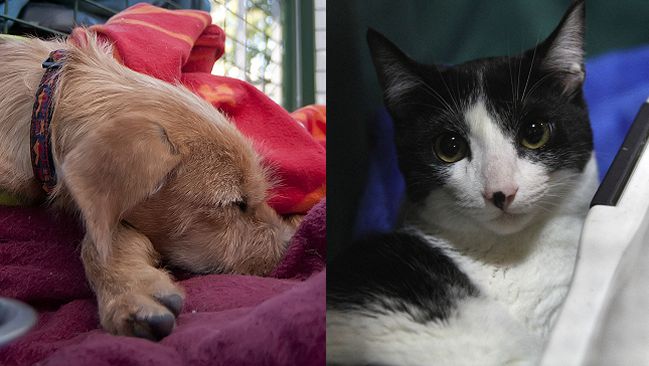 Corte sentencia: Reglamento de copropiedad no puede prohibir mascotas