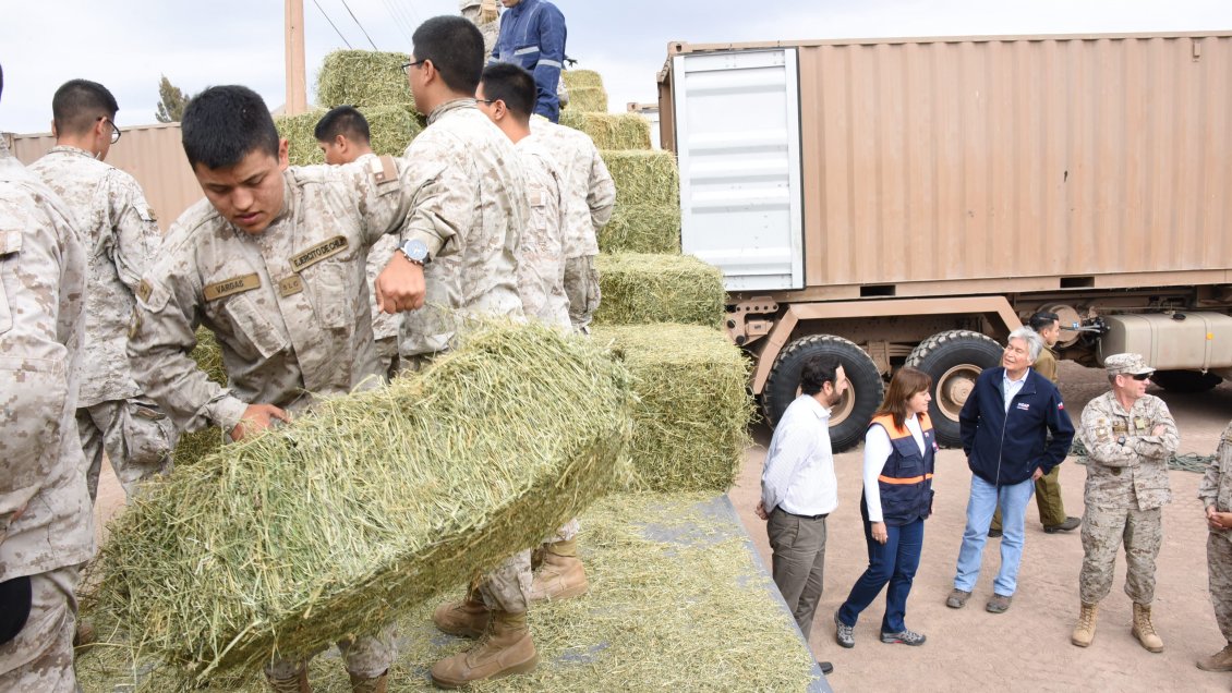 Parinacota: Arriban los primeros 800 fardos para ayudar a ganaderos afectados por las heladas