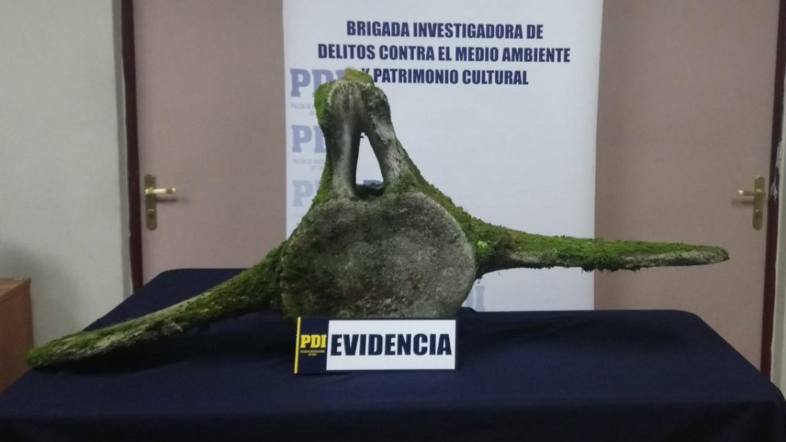 Puerto Chacabuco: Vértebra de ballena era transportada en un camión de mudanzas