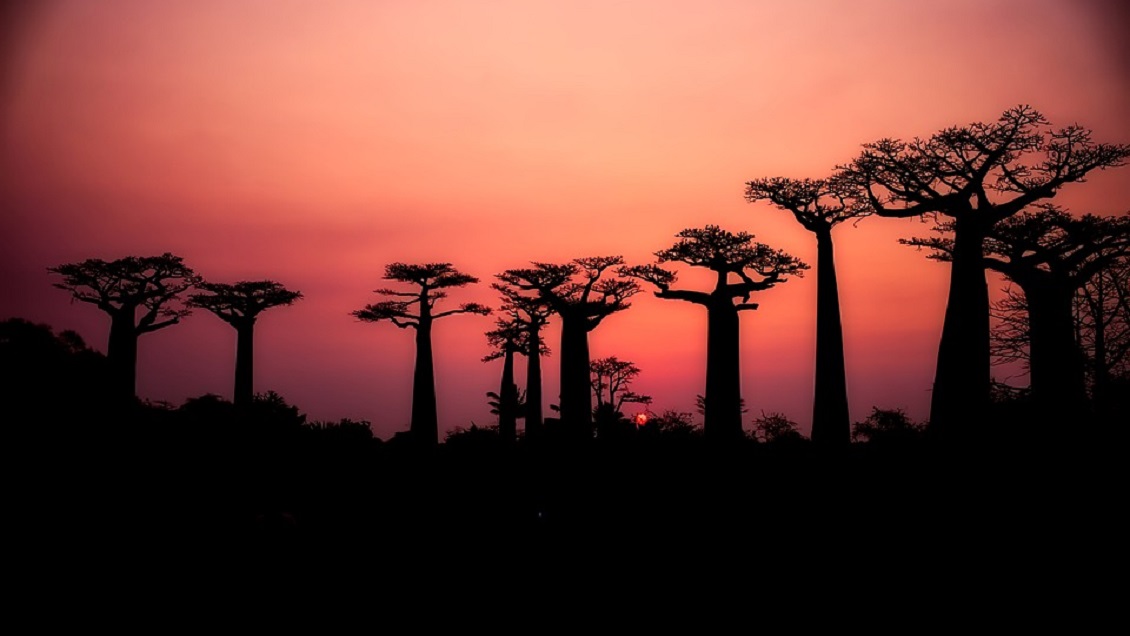 Baobabs: Los árboles de 