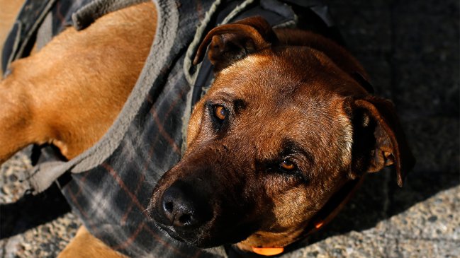 Fiscalía investiga matanza de perros y gatos en San Javier