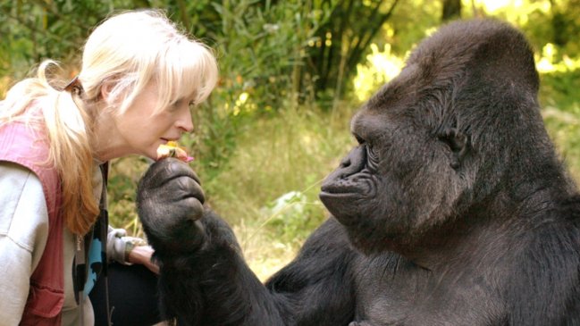 Murió Koko, la extraordinaria gorila que manejaba el lenguaje de señas