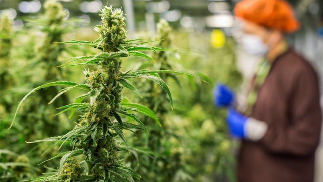 La ONU criticó a Canadá por legalizar uso recreativo de la marihuana