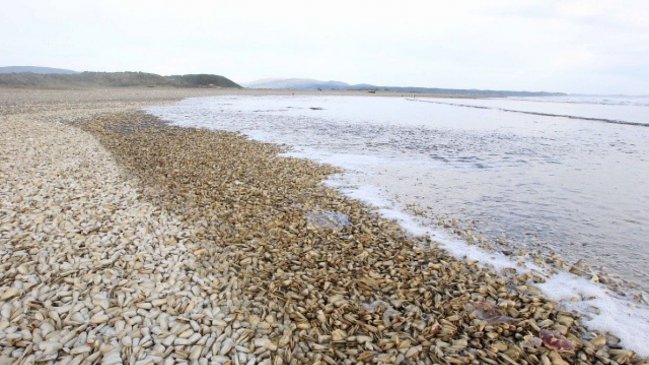 Pescadores de Ancud reclaman por el no pago del último bono de marea roja