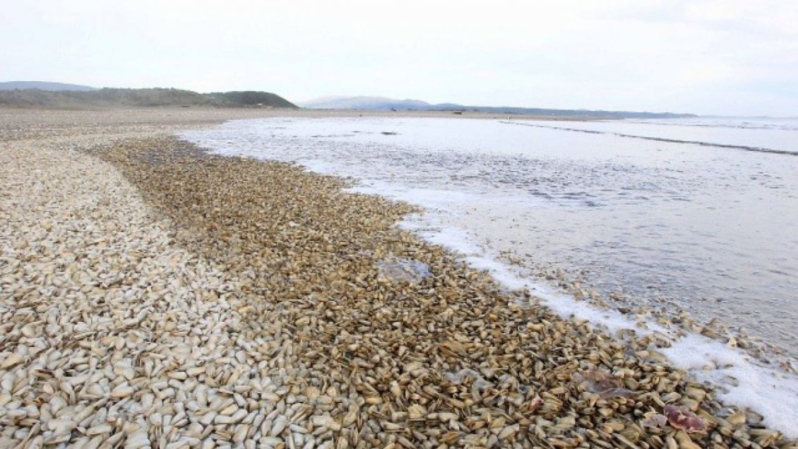 Pescadores de Ancud reclaman por el no pago del último bono de marea roja
