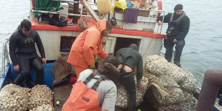 Aysén: Decomisan más de una tonelada de mariscos extraídos en zona restringida