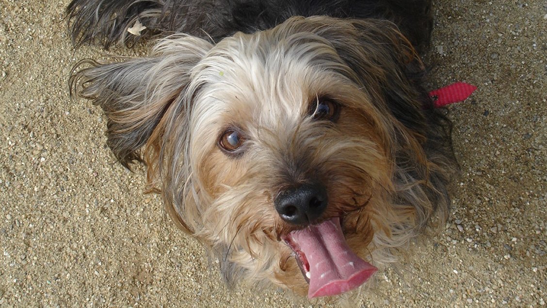 Rescatan a más de 100 perros maltratados y sin comida desde local clandestino en Brasil