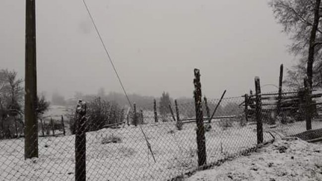 Provincia de Llanquihue: La nieve tiñe de blanco los campos de Fresia y Tegualda
